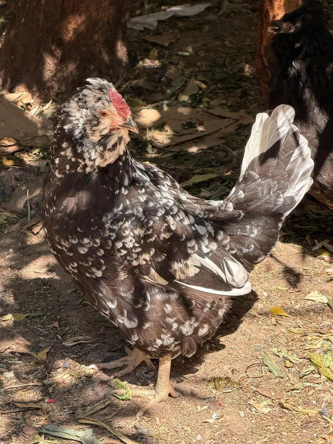 مرغ گلین|حیوانات مزرعه|اهواز, ۳۰ متری|دیوار