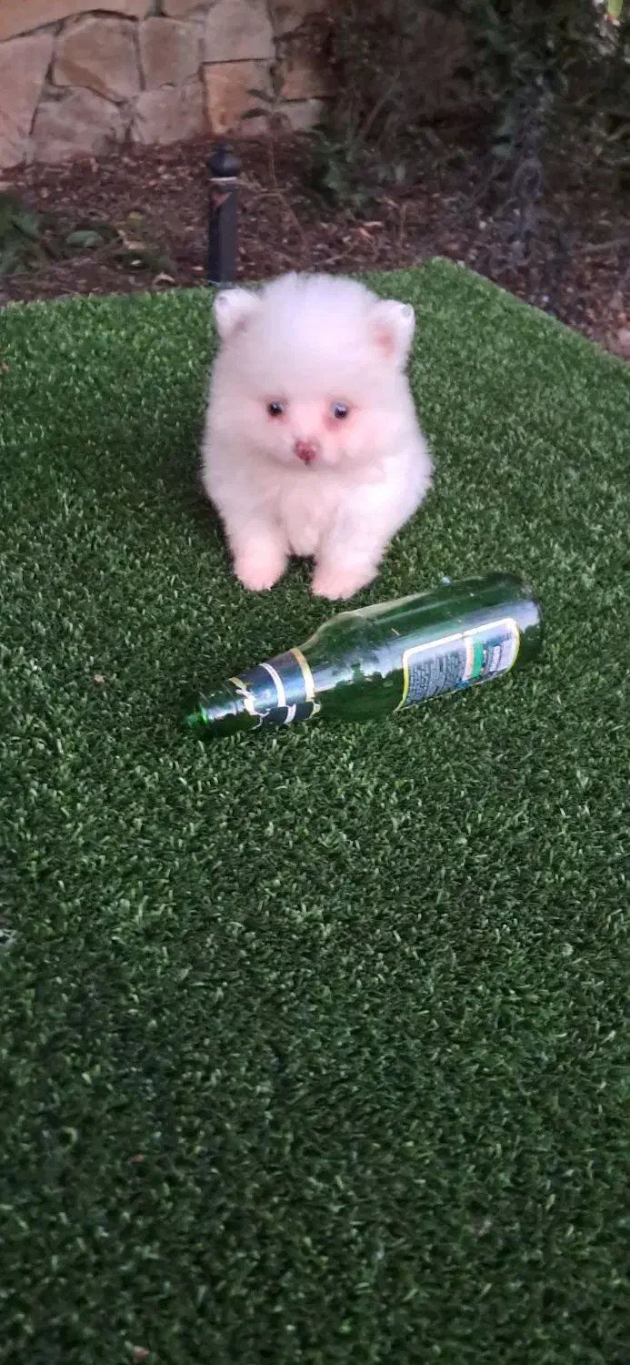 سگ پامر خرسی سایز ریز|سگ|قائم‌شهر, |دیوار