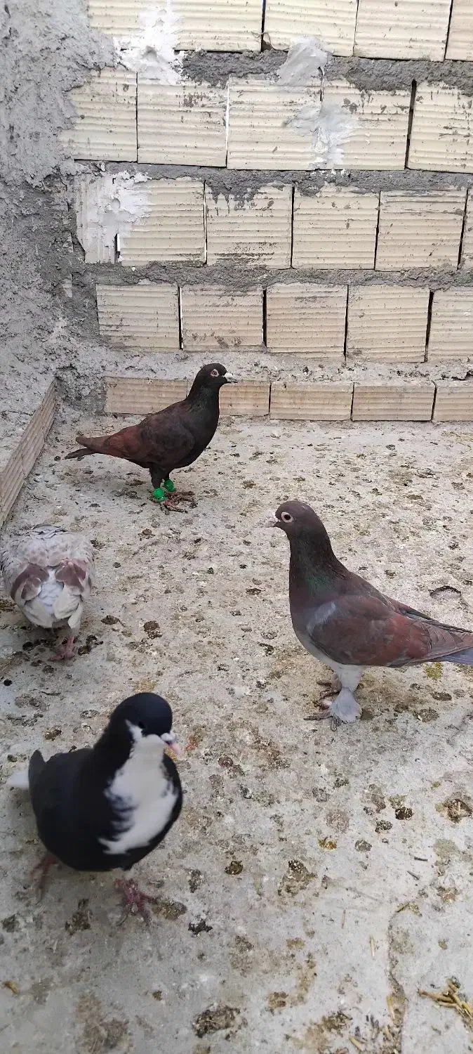 کفتر|حیوانات|زاهدان, |دیوار