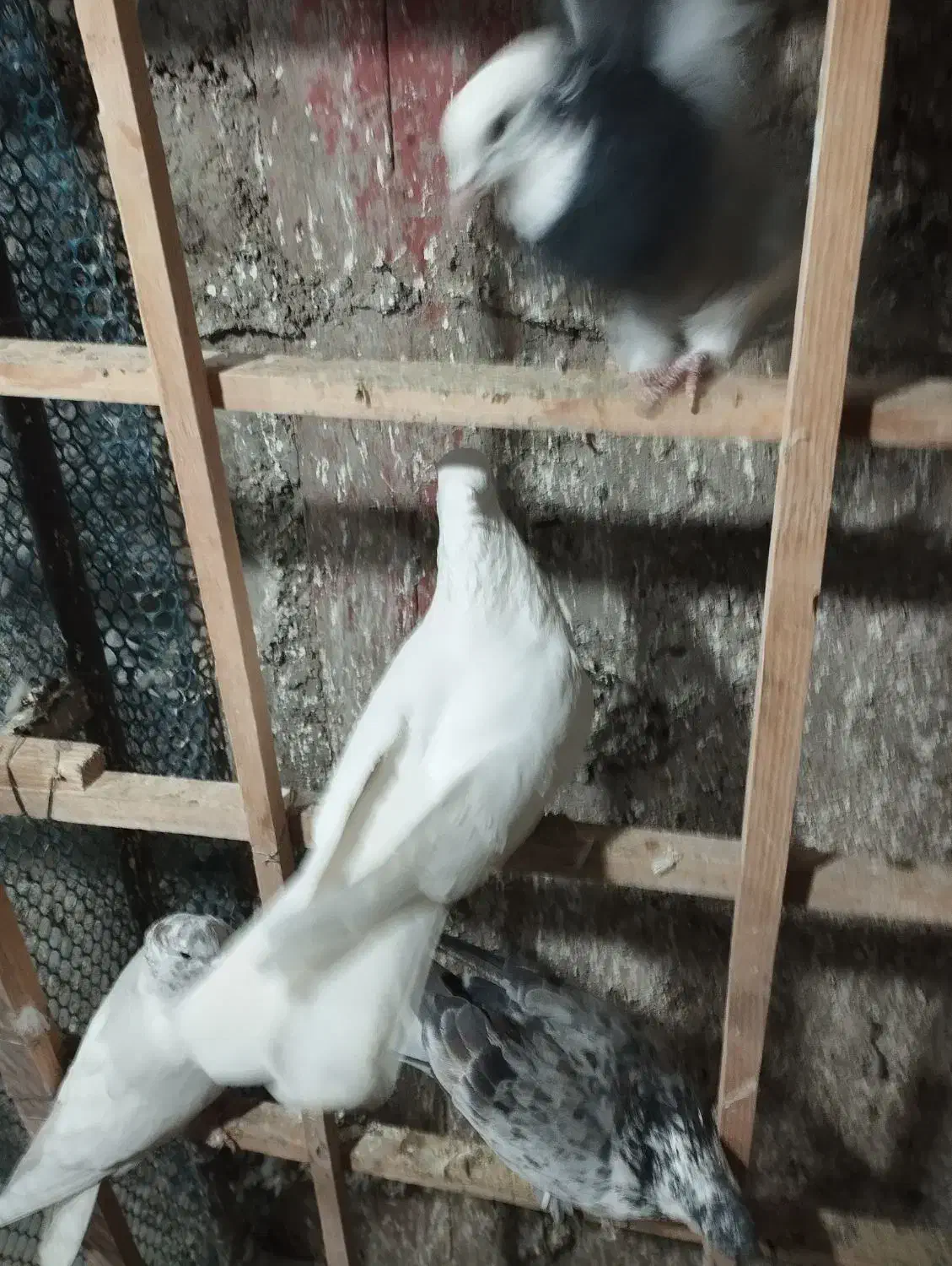 کفتر|پرنده|نظرآباد, رسالت|دیوار