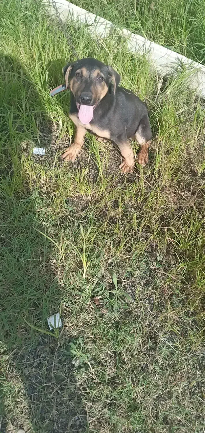 سگ روتفایلر|سگ|آستانه اشرفیه, |دیوار