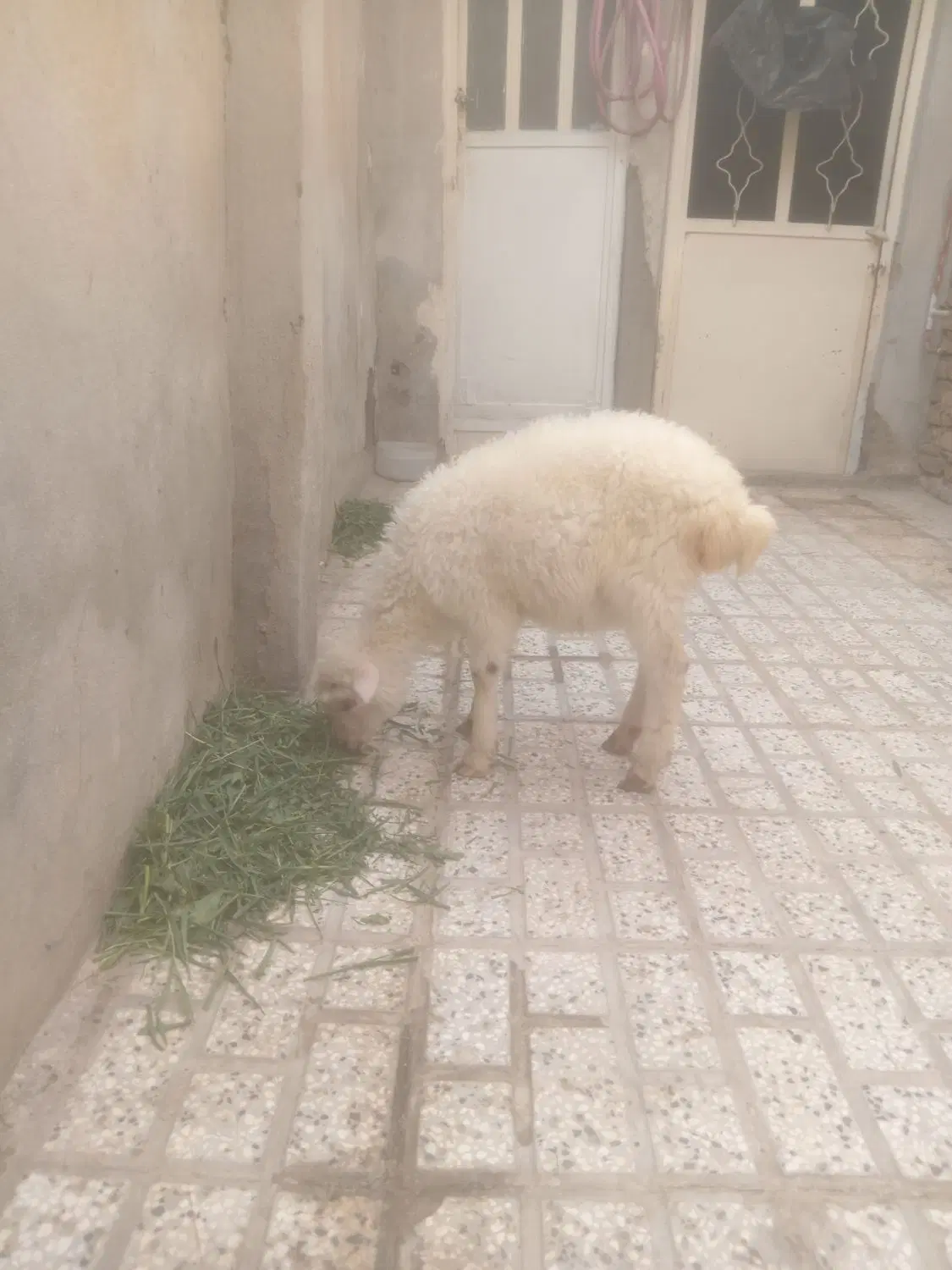 بره|حیوانات مزرعه|نیشابور, فرخ آباد|دیوار