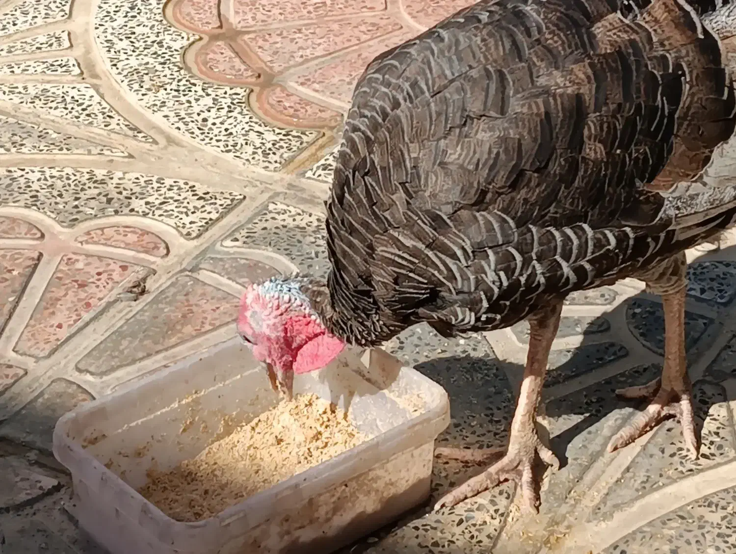 یک عدد بوقلمون نر محلی|حیوانات مزرعه|شیراز, کفترک|دیوار