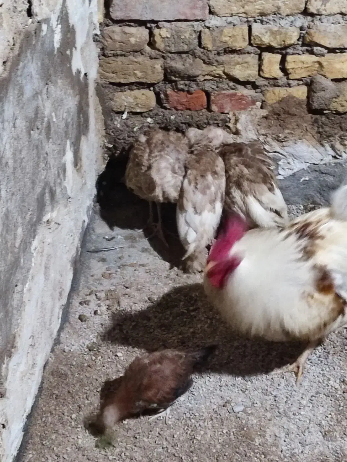 جوجه بوقلمون و جوجه مرغ محلی|حیوانات مزرعه|شوش, |دیوار