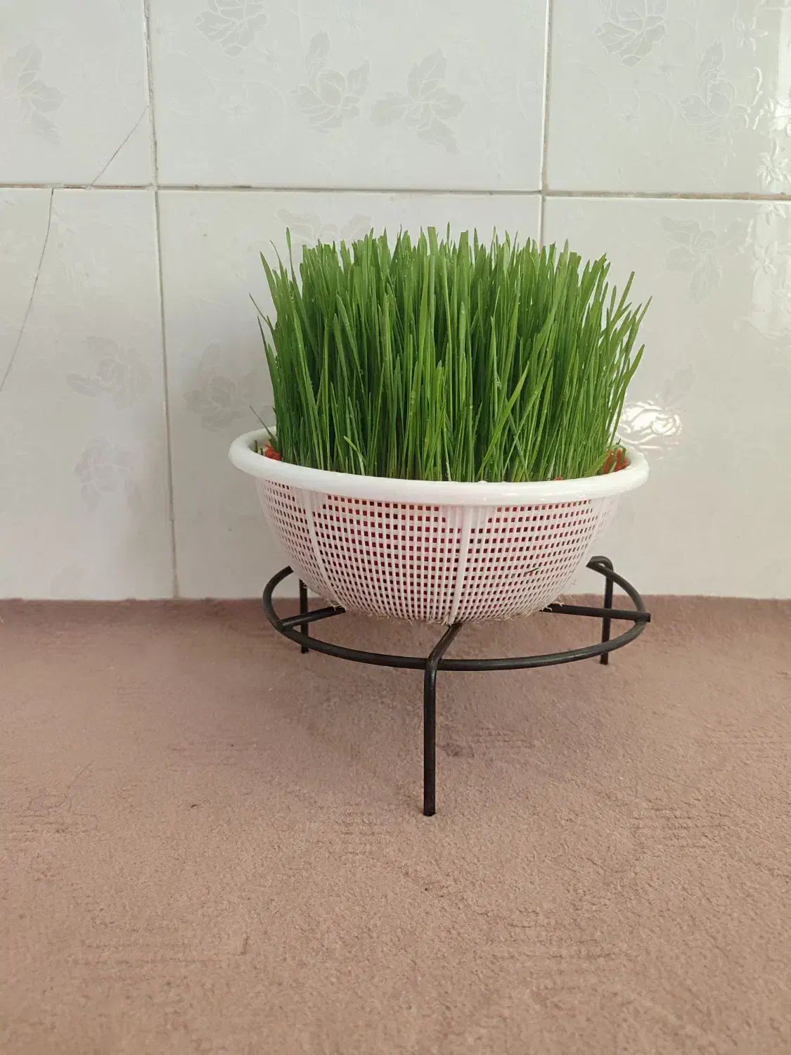 سبزه|گل و گیاه طبیعی|کوهدشت, |دیوار