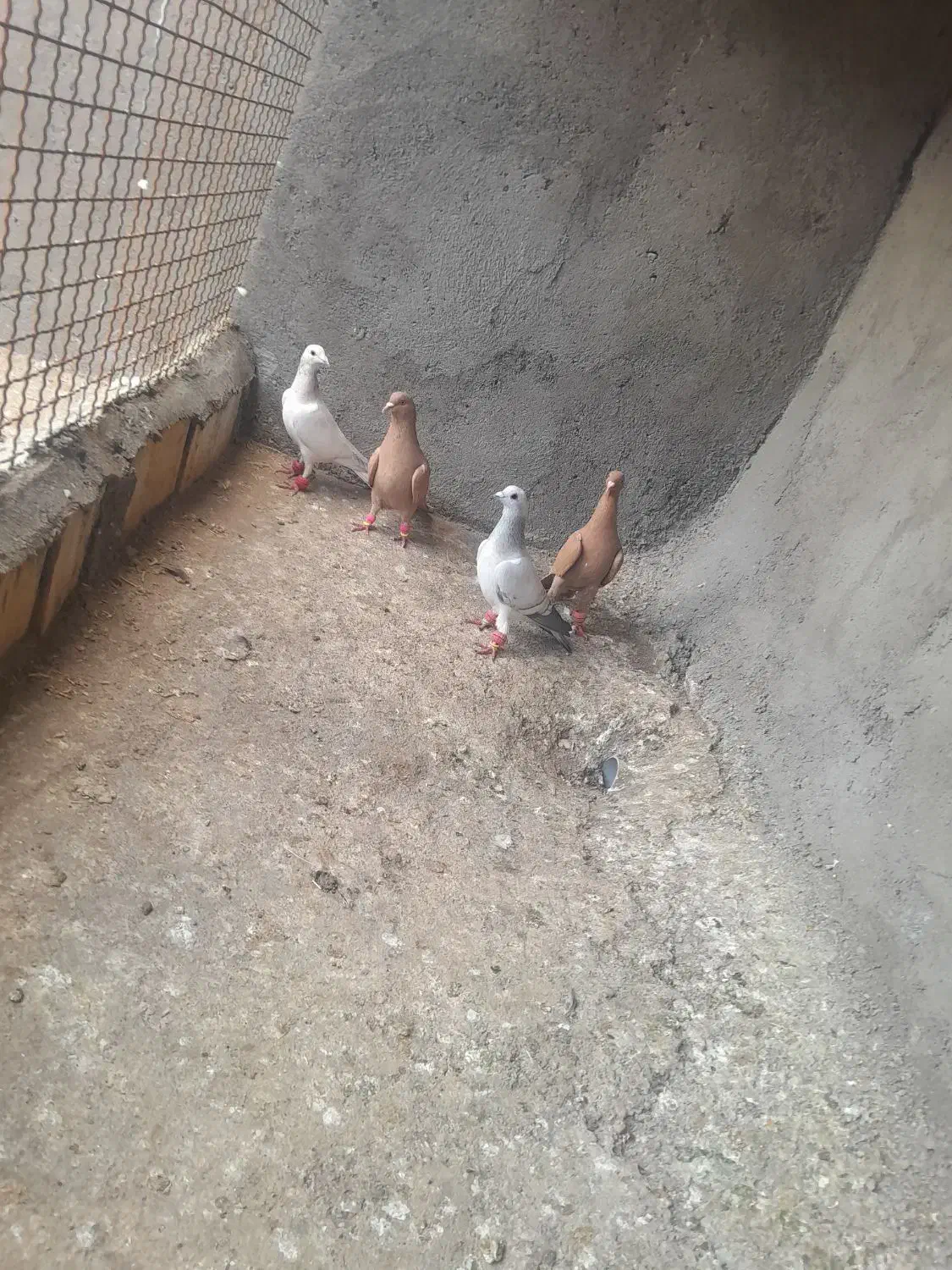 کبوتر|پرنده|تربت‌حیدریه, بالا ولایت|دیوار