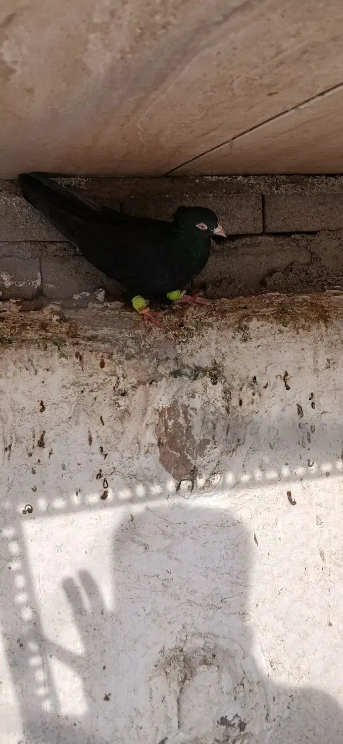 دوتا پرنده|پرنده|سبزوار, شهرک صنعتی خاوران|دیوار