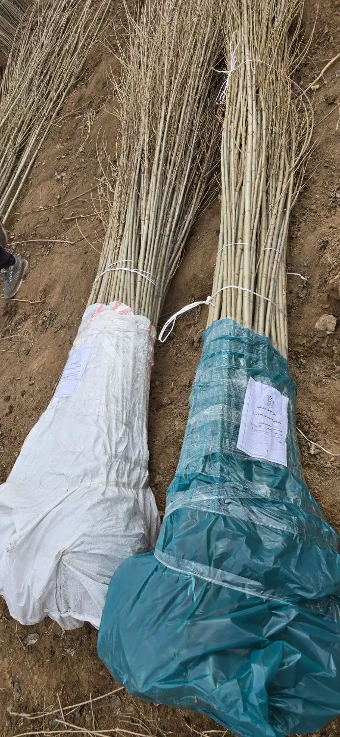 کیفیت و سرمایه در هر نهال صنوبر|خدمات باغبانی و درختکاری|منجیل, |دیوار