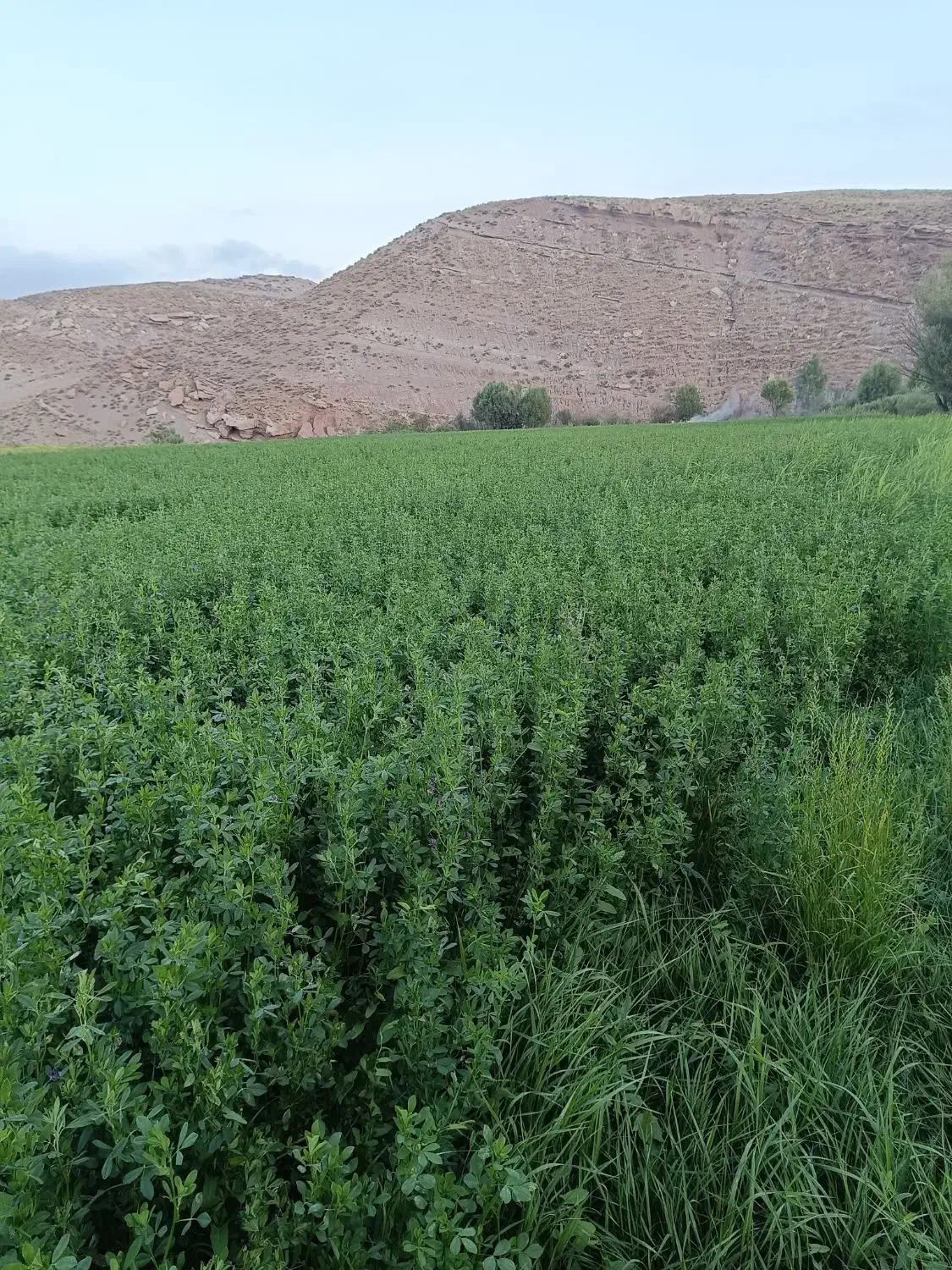 زمین|فروش زمین و ملک کلنگی|نیر (اردبیل), |دیوار