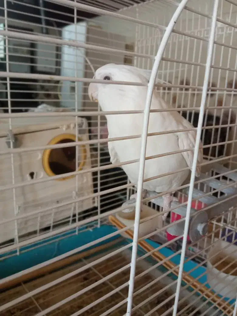 عروس هلندی|پرنده|رحمت‌آباد, |دیوار