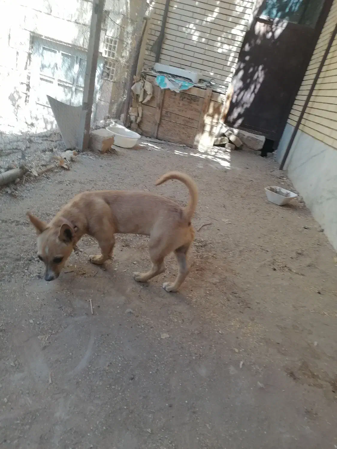 شیهوا|سگ|رفسنجان, |دیوار