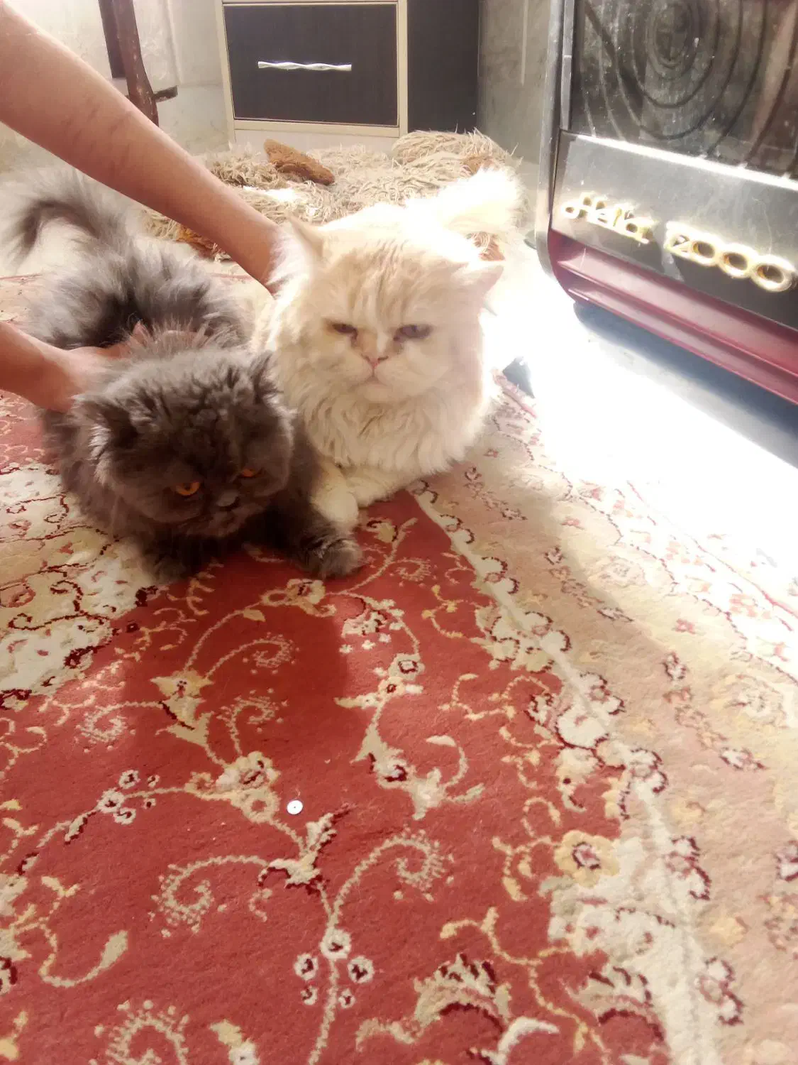 یک جفت گربه پرشین اصل|گربه|سبزوار, هویزه|دیوار