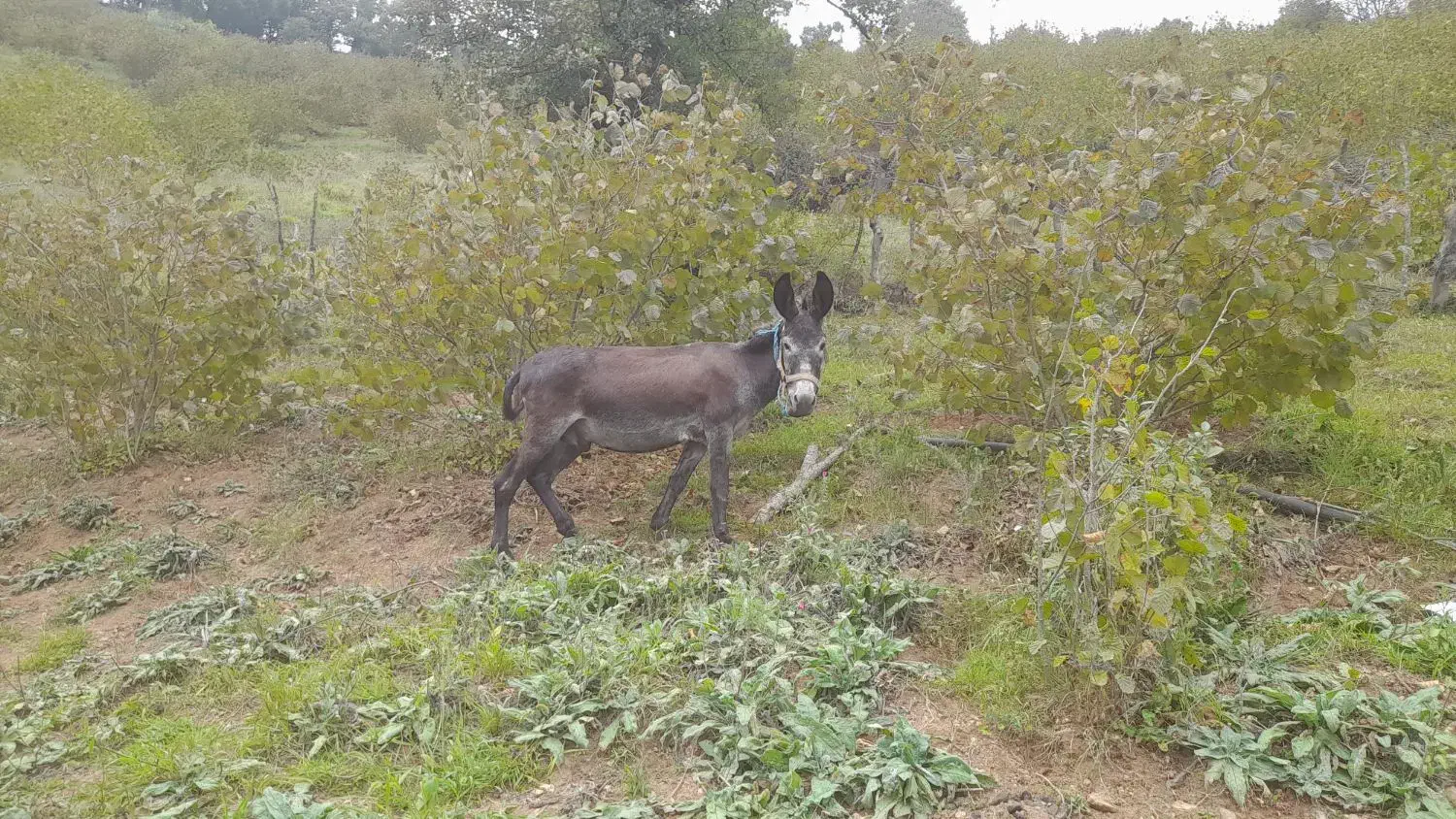 الاغ ارام باری|حیوانات مزرعه|رحیمآباد, |دیوار