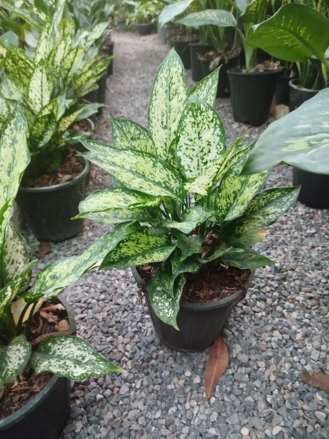 فروش ویژه کرواتی ابلق بصورت ریشه لخت وگلدانی|عمده‌فروشی|بهشهر, |دیوار