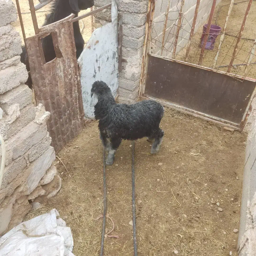 بره ماده|حیوانات مزرعه|داراب, |دیوار