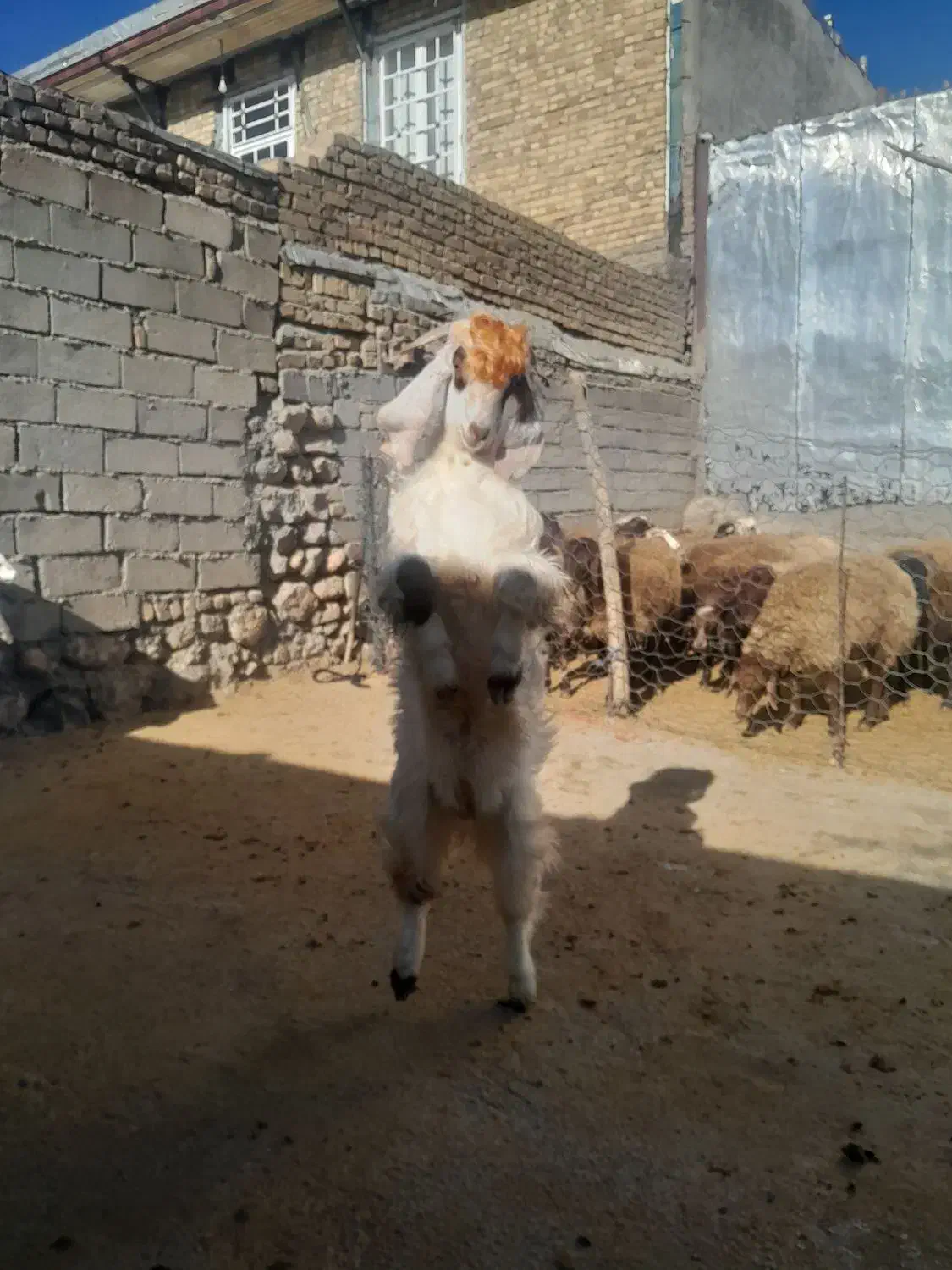 بزقاله نر|حیوانات مزرعه|فیروزآباد (لرستان), |دیوار