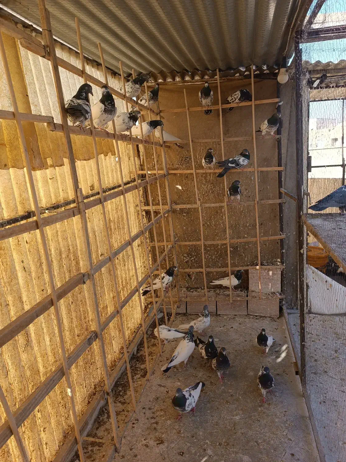 کبوتر پاکستانی تیدی|پرنده|تهران, آهنگران (سراسیاب دولاب)|دیوار