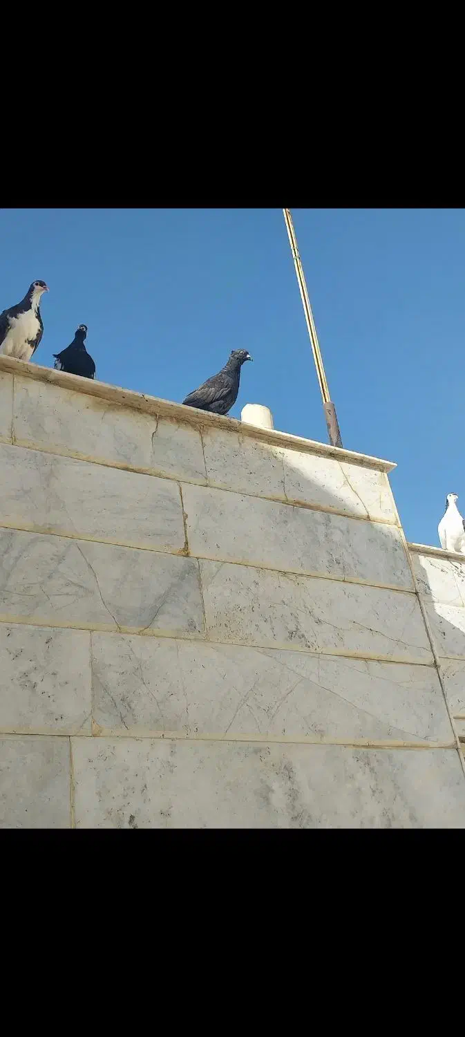 سینه سیاه، سینه مشکی، زاغ کاکلی|پرنده|مشهد, فارغ التحصیلان|دیوار