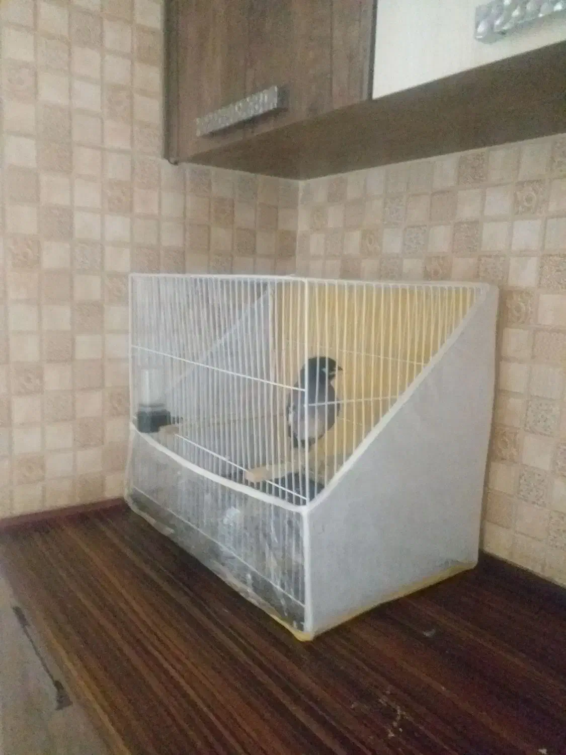 مینا سخنگو|پرنده|مشهد, فدک|دیوار