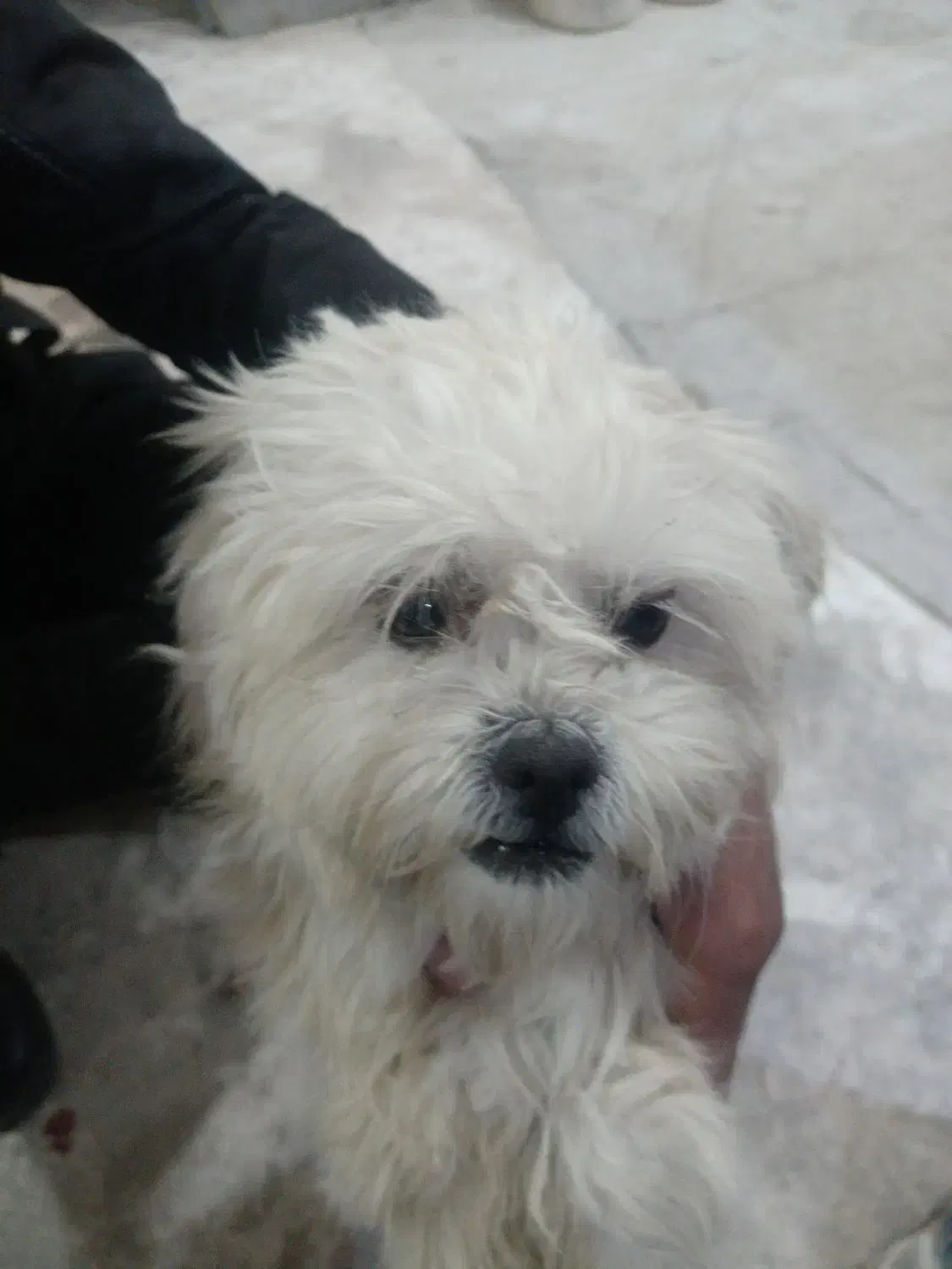 واگذاری پاکوتا|سگ|تبریز, |دیوار