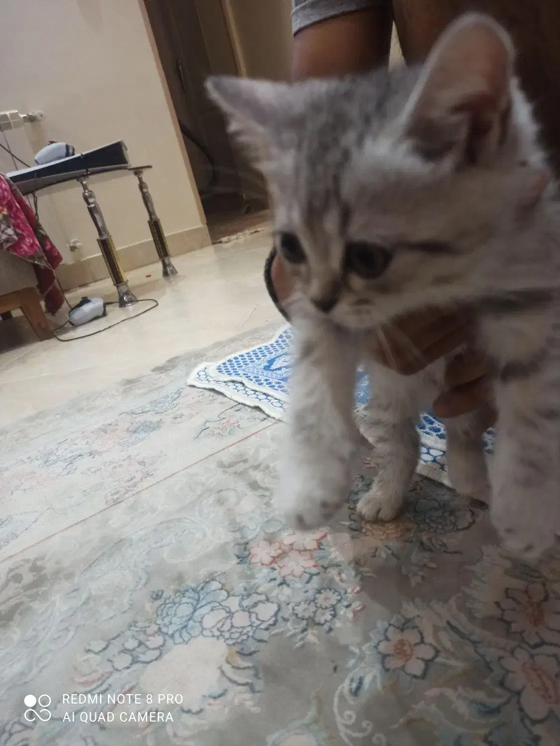 بچه گربه اسکاتیش|گربه|ری, دیلمان|دیوار