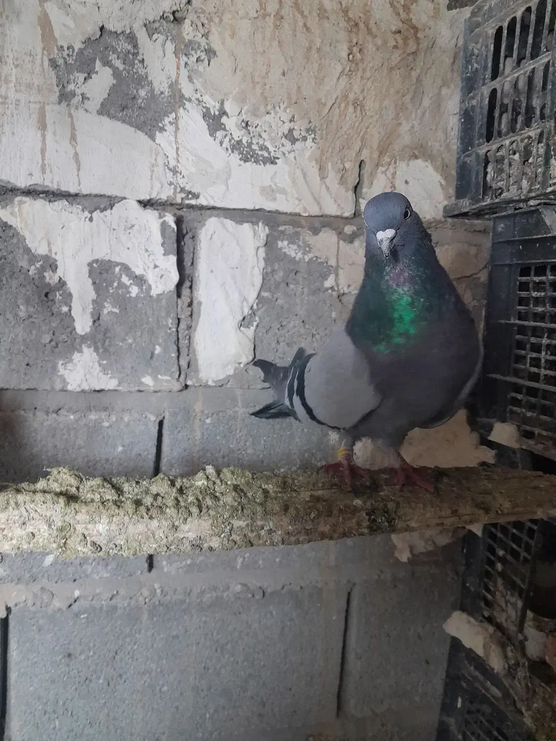 سبز نر|پرنده|ملکان, |دیوار