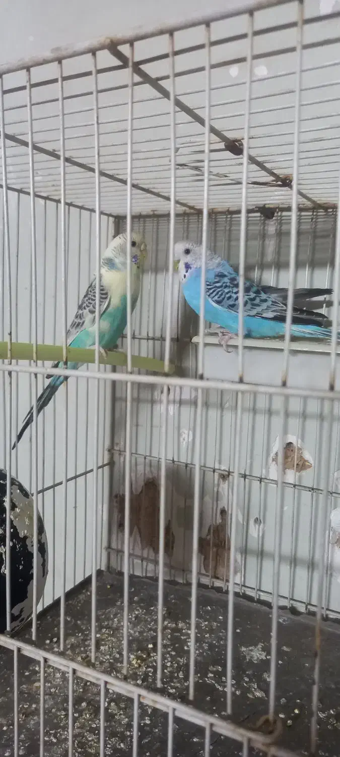 مرغ عشق|پرنده|مشهد, کوه سنگی|دیوار