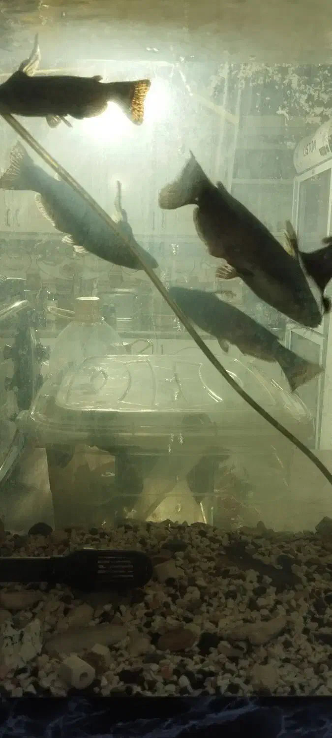 ماهی کت چوبی پنکوسی|ماهی|مشهد, قائم|دیوار