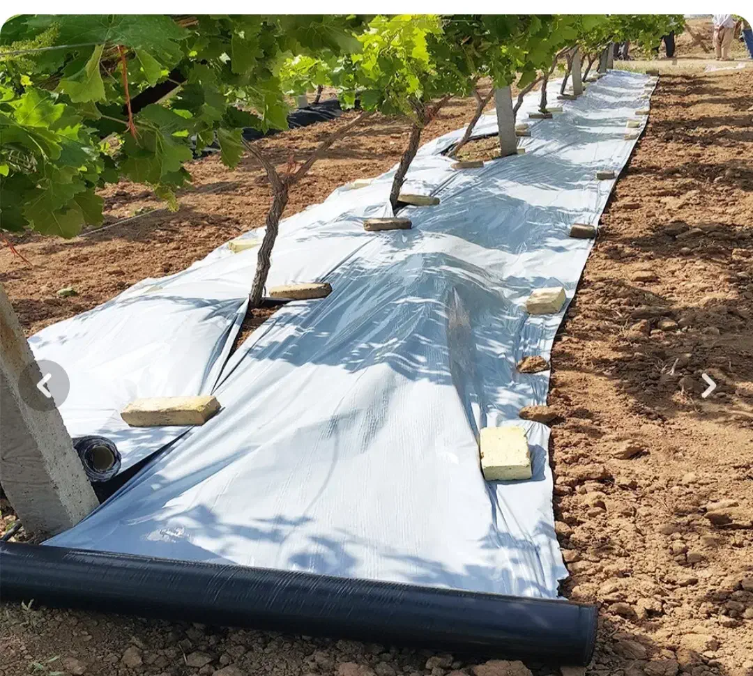 روزمینی مالچ جهت کشت و درختان پسته|خدمات باغبانی و درختکاری|سبزوار, هویزه|دیوار