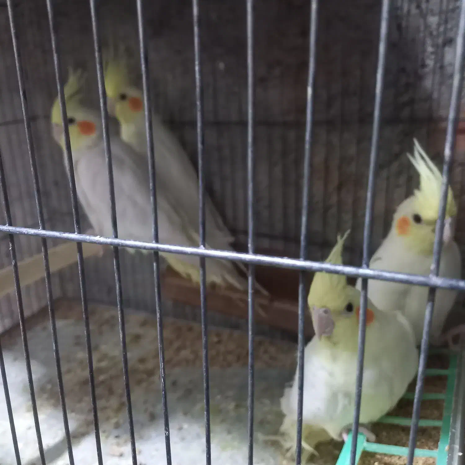 عروس هلندی ومرغ عشق انگلیسی|پرنده|دهگلان, |دیوار