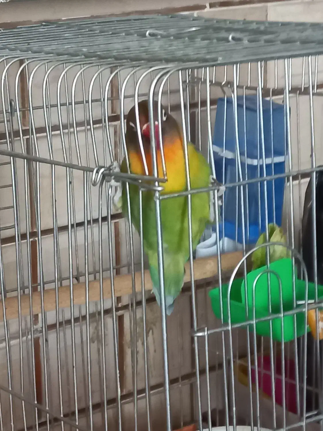 یک جفت عروس هلندی|پرنده|شیراز, کاراندیش|دیوار