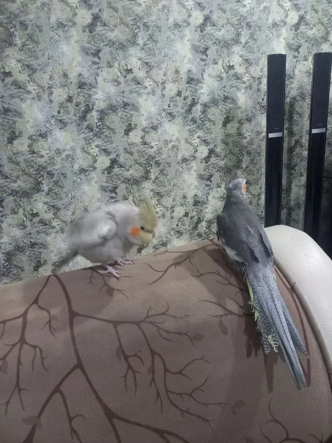 طوطی عروس|پرنده|صومعه‌سرا, |دیوار