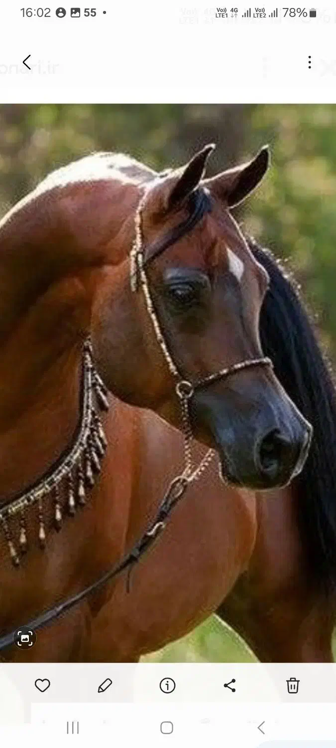 اسب عرب مصری|اسب و تجهیزات اسبسواری|ماهان, |دیوار