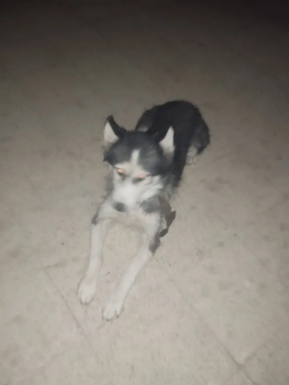 سگ هاسکی|سگ|تهران, پارک شهر|دیوار