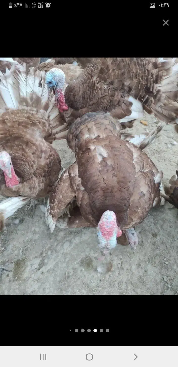 پرورش بوقلمون و جوجه بوقلمون و بوقلمون گوشتی|حیوانات مزرعه|تهران, آزادشهر|دیوار