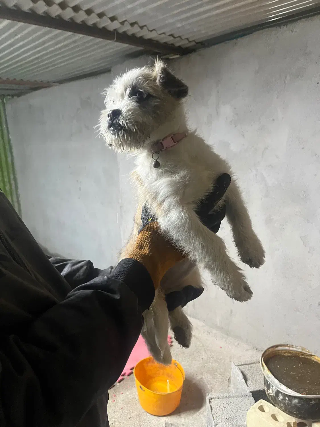 سگ . توله . شیتزو|سگ|مشهد, آزادشهر|دیوار