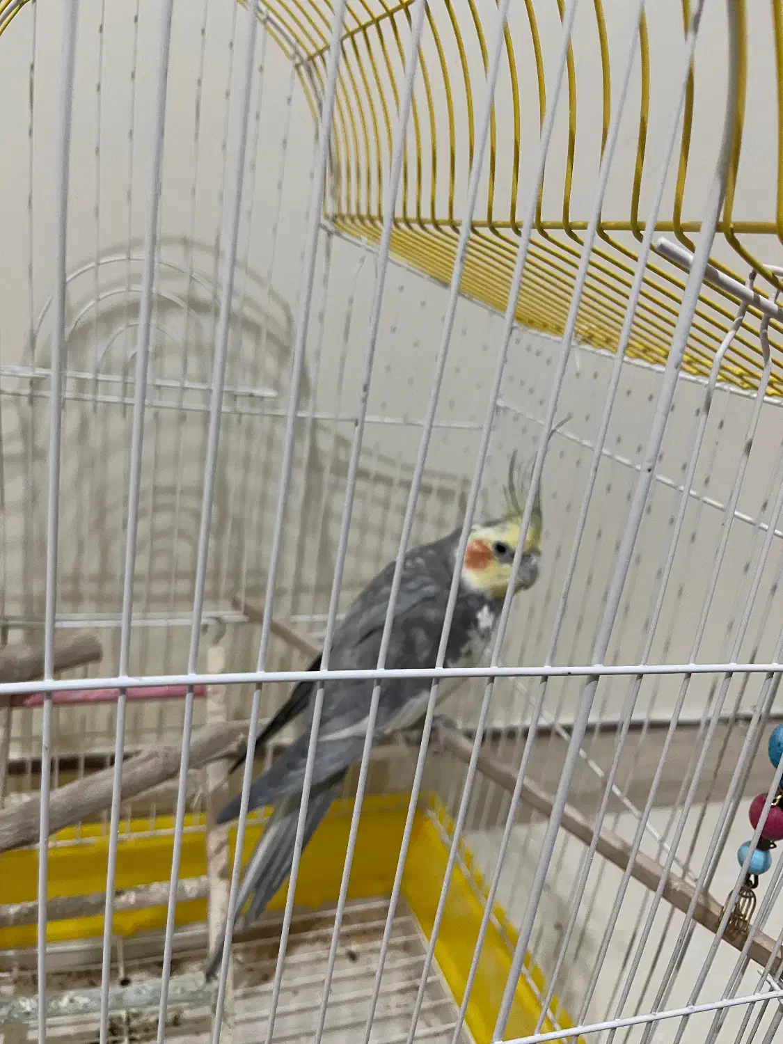 عروس هلندی|پرنده|قدس, شهرقدس|دیوار