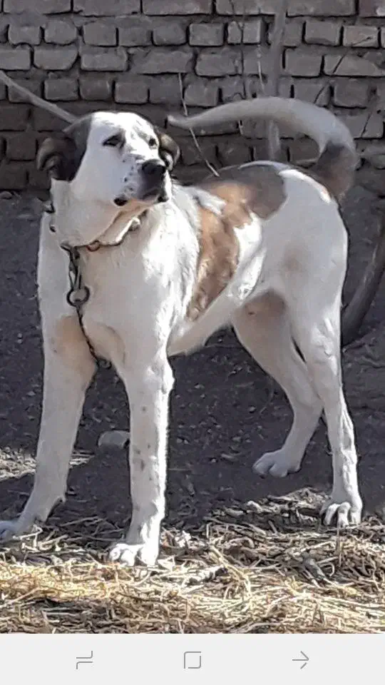 سگ سرابی|سگ|مبارکه, |دیوار