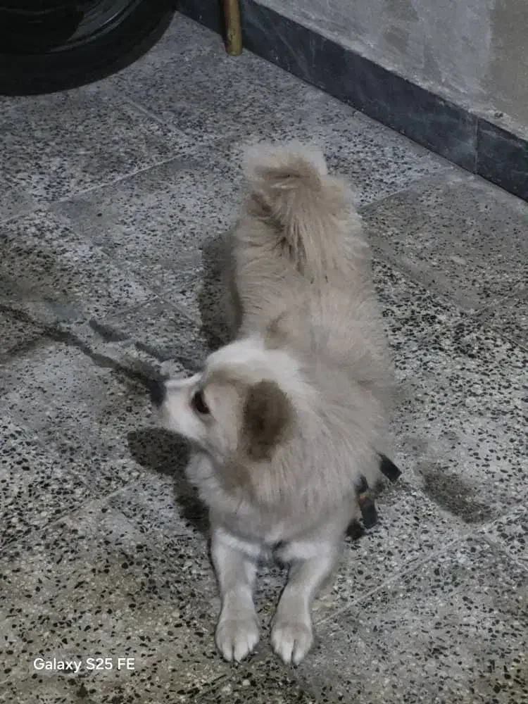 واگذاری  سگ پامرایین|سگ|لاهیجان, طالقانی|دیوار