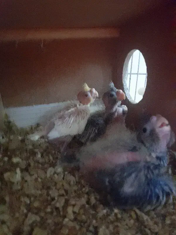 عروس هلندی با جوجه|پرنده|شاهینشهر, عطار|دیوار