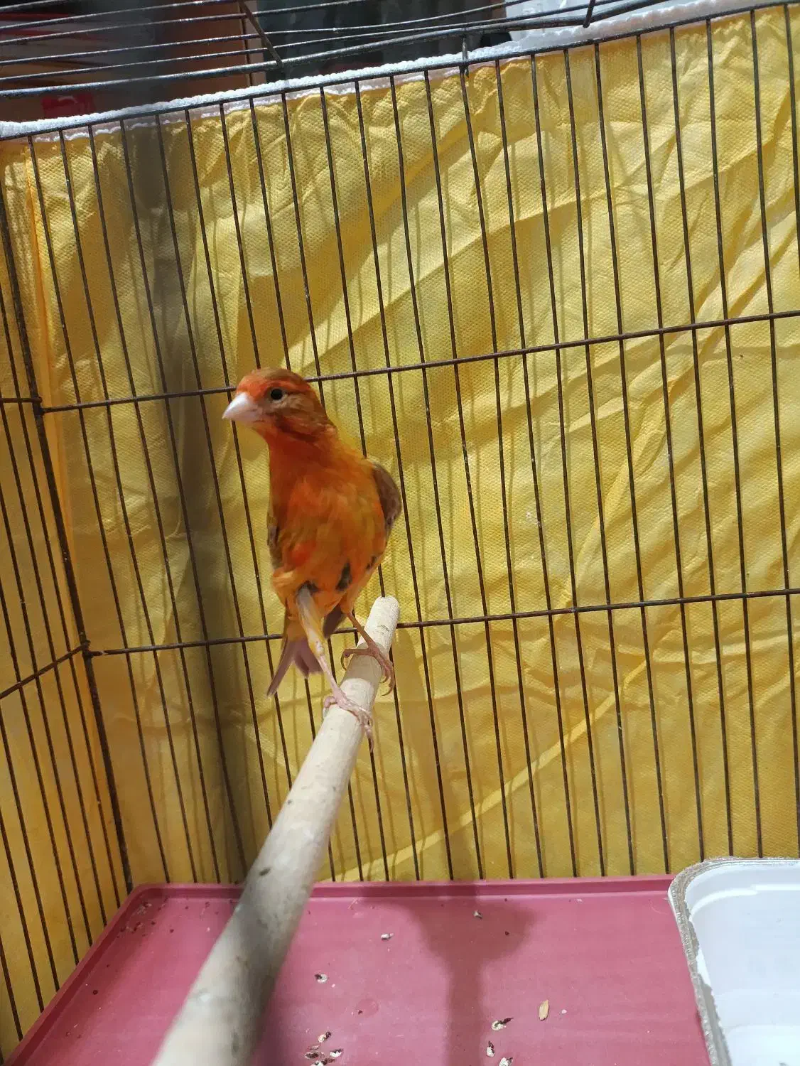 قناری ماده آماده عطیقه|پرنده|شیراز, مسلم|دیوار