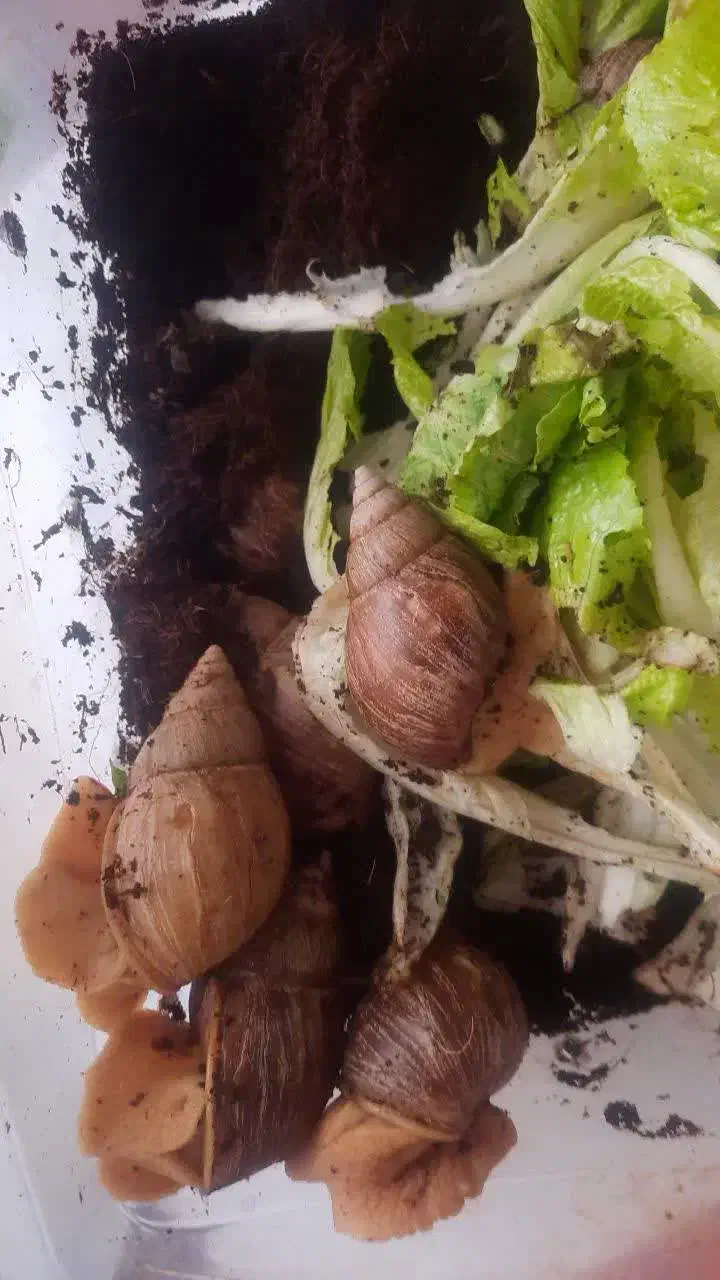 حلزون|خزنده|تهران, پامنار|دیوار