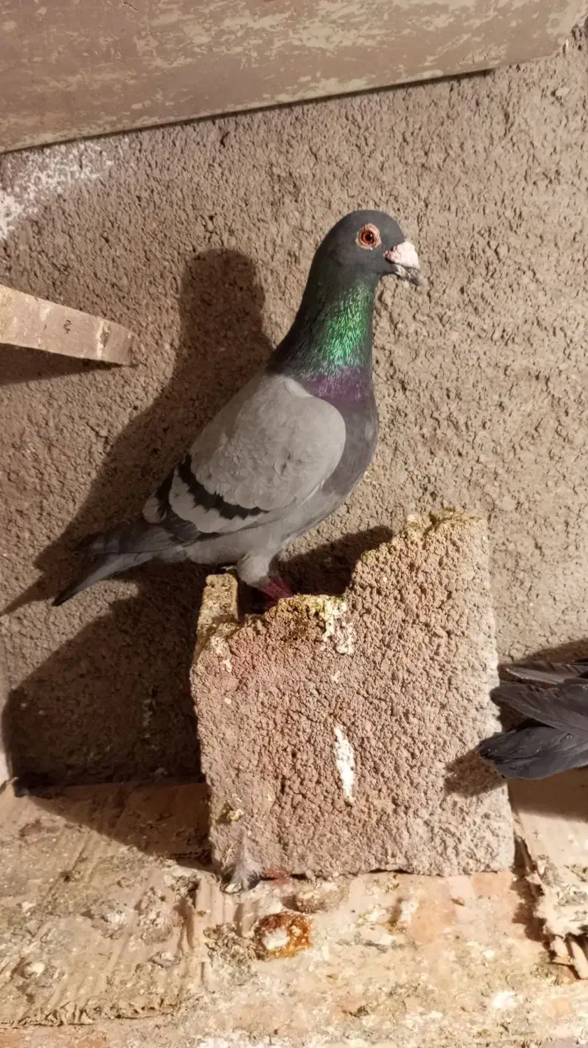 کفتر آلمانی|پرنده|شیروان (خراسان), |دیوار