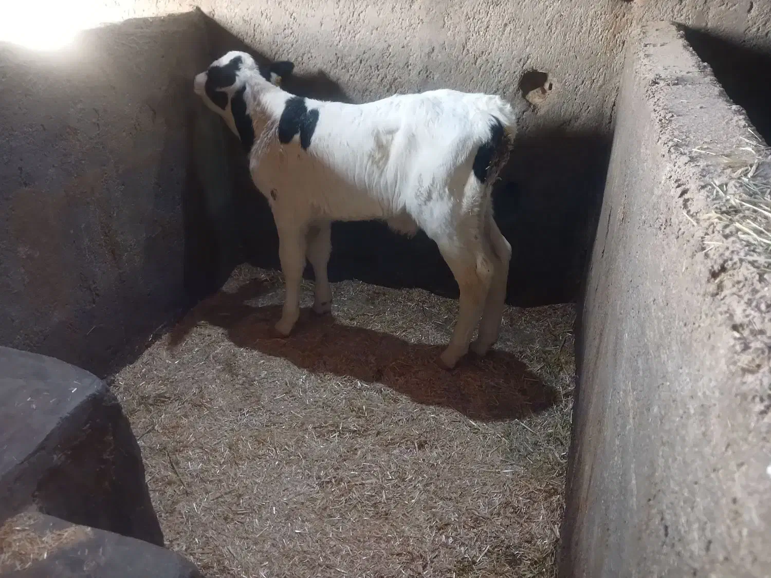 سلام تعدادی گوساله شیرخوار نر|حیوانات مزرعه|قزوین, |دیوار