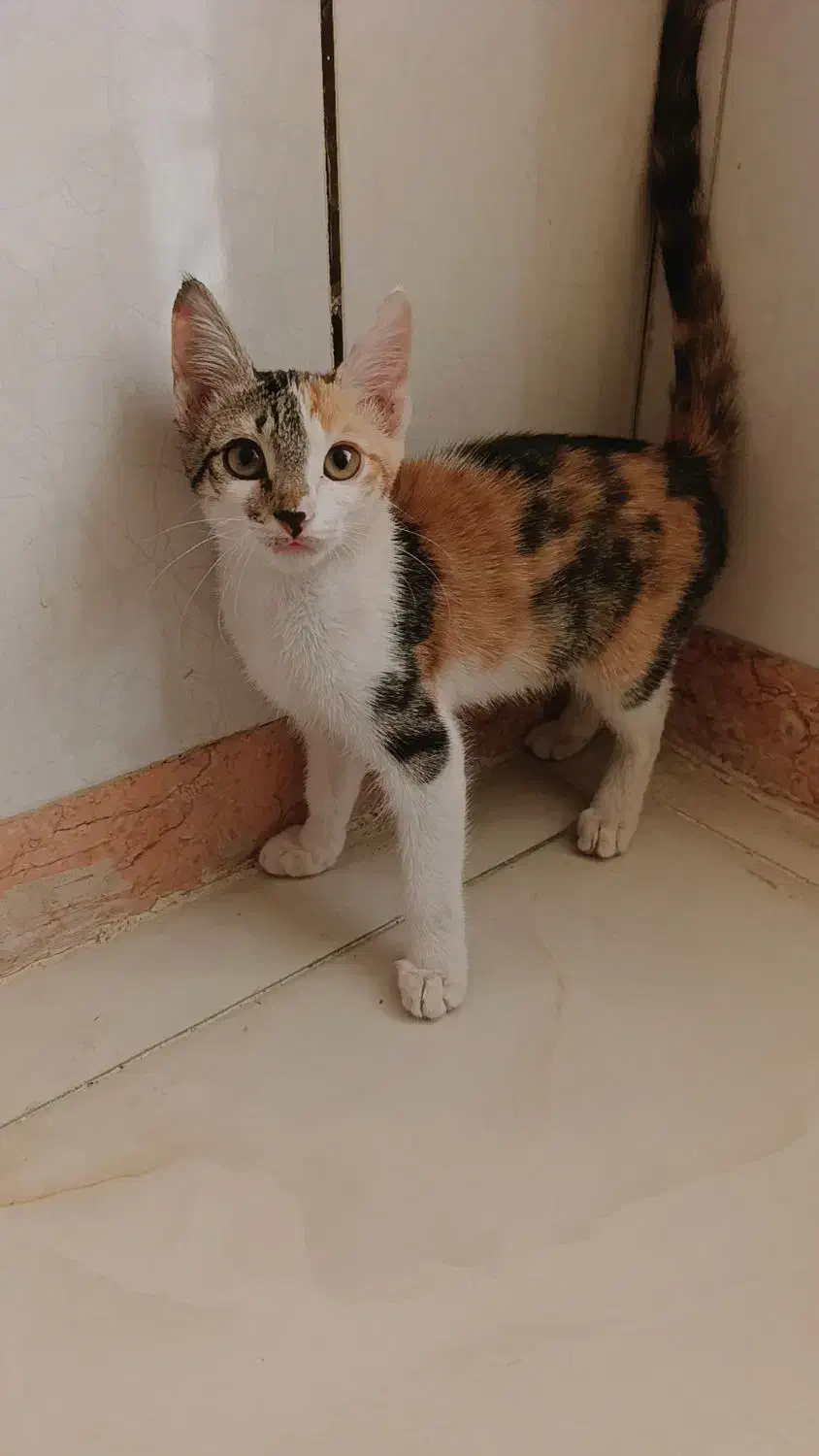 واگذاری بچه گربه ۴ ماهه کالیکو|گربه|گرمسار, |دیوار