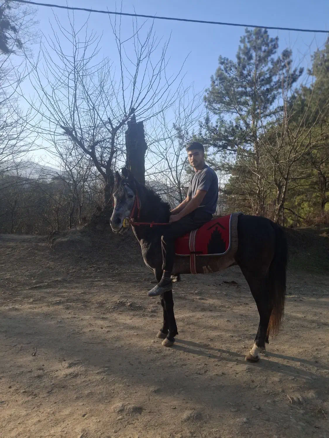 اسب کردنژاددار|اسب و تجهیزات اسب‌سواری|چابکسر, |دیوار