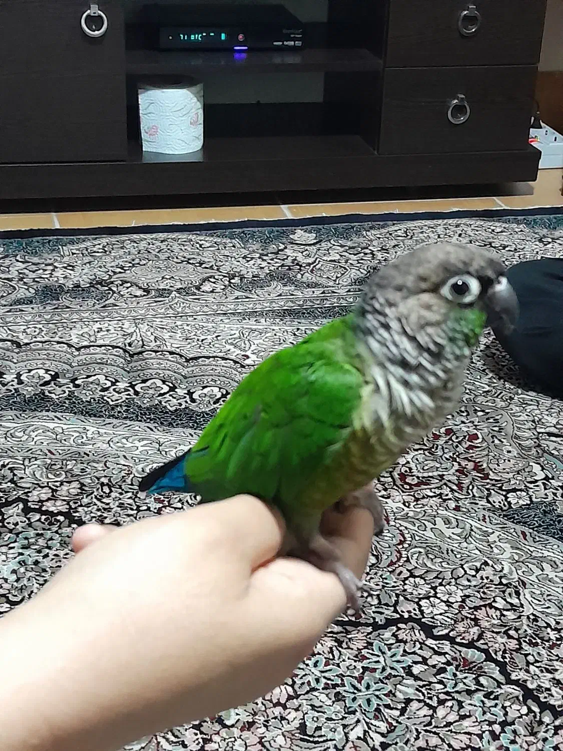 یک عددگرینچیک بازی گوش دستی|پرنده|شاهرود, |دیوار