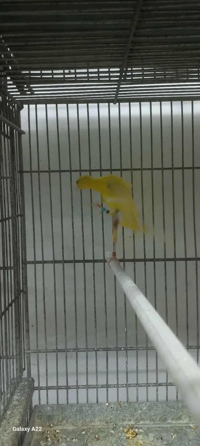 قناری نژاددار|پرنده|بهار, |دیوار