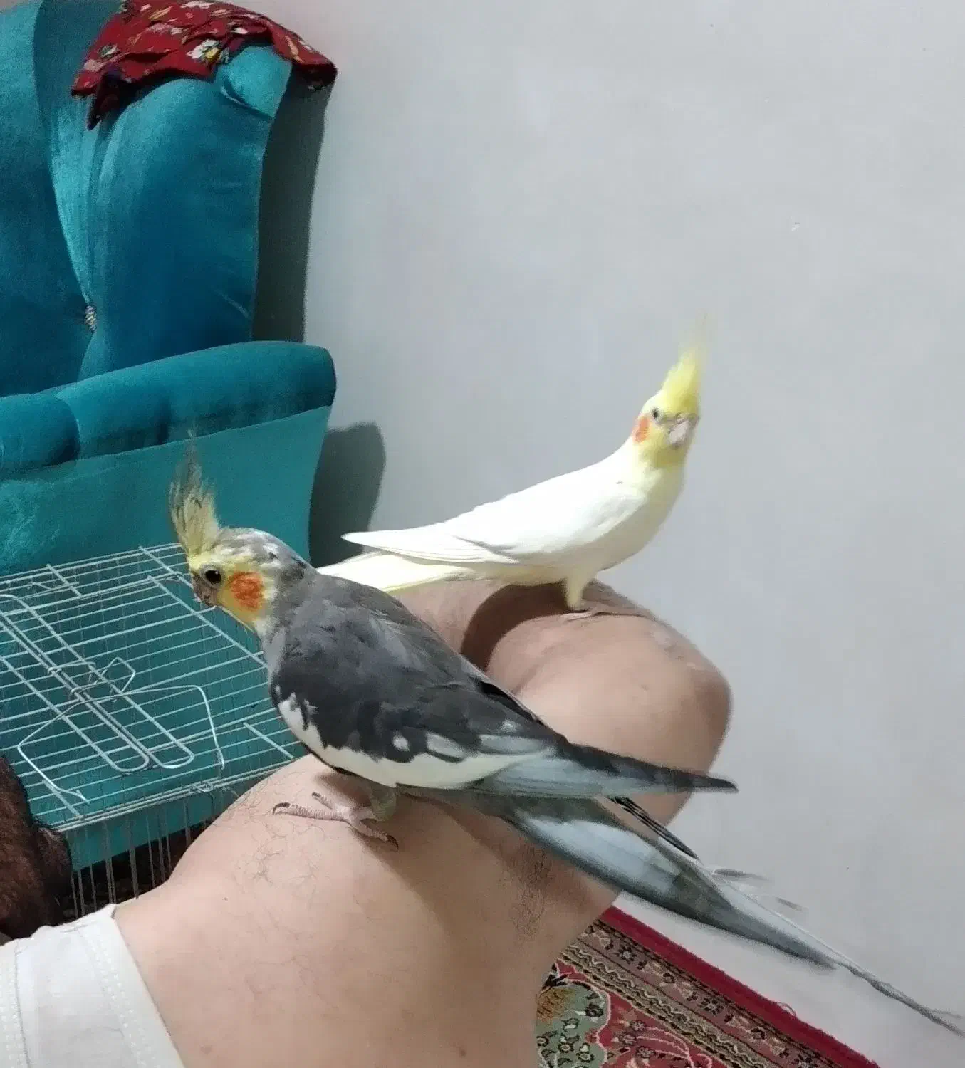 جفت عروس هلندی|پرنده|میاندوآب, |دیوار