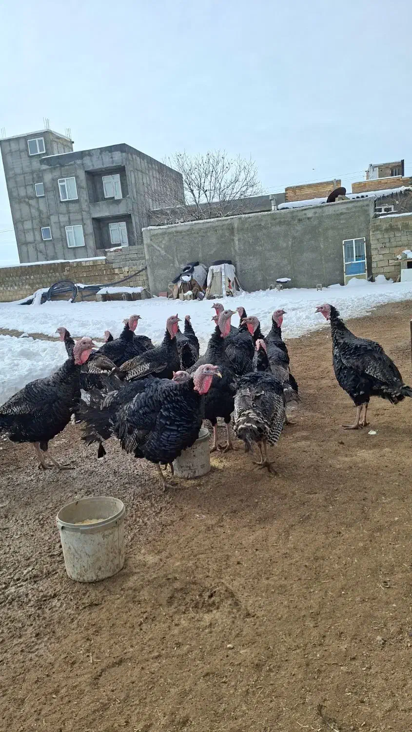 چند‌عدد بوقلمون نر|حیوانات مزرعه|سقز, |دیوار